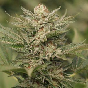 Humboldt Seeds Sapphire Scout