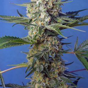 Sweet Seeds Crystal Candy F1