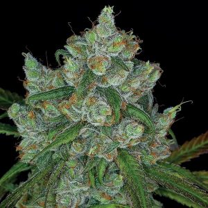 Anesia Seeds Bruce Banner